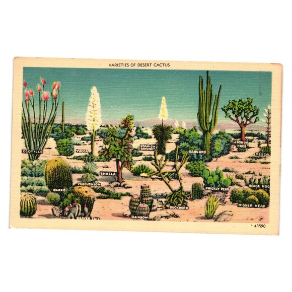 Vintage Desert Cactus Varieties Postcard 1942 Published Herz San Diego USA Nice - Picture 1 of 2